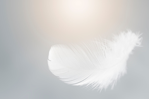 Single White Bird Feathers Floating The Sky. Swan Feather Flying on Heavenly.
