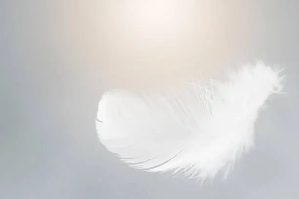 Single White Bird Feathers Floating The Sky. Swan Feather Flying on Heavenly.