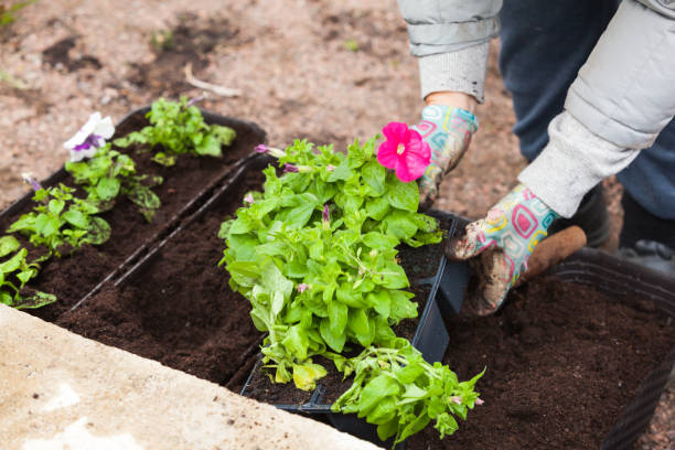 istock Gardener replants petunia flower seedlings 1367778794