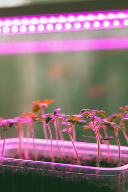 istock Plant seedlings grow in plastic boxes at home 1367778808