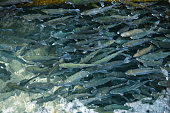 Trouts in fish pond