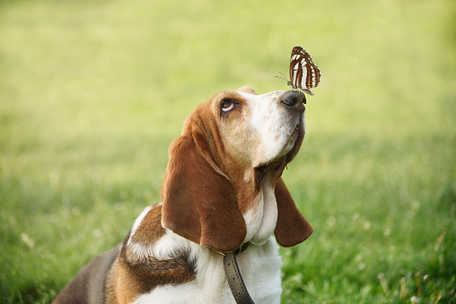 Cute funny dog portrait with butterfly sitting on his nose. Adorable basset pet having fun and play in park. Green bokeh background.