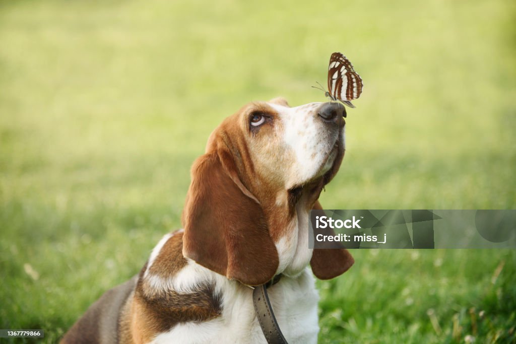 Cute dog with butterfly on his nose Cute funny dog portrait with butterfly sitting on his nose. Adorable basset pet having fun and play in park. Green bokeh background. Dog Stock Photo