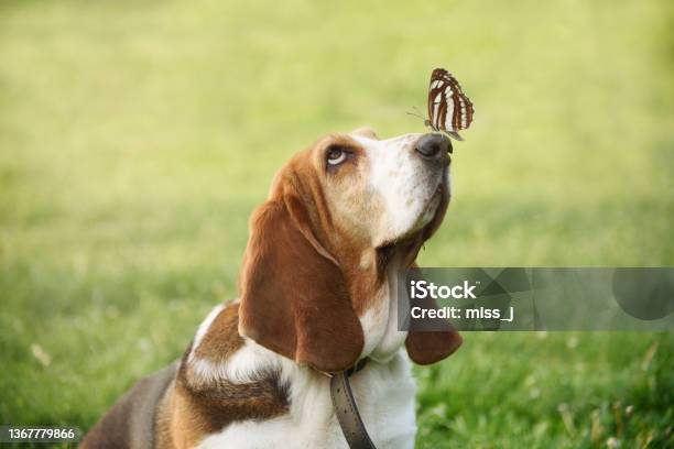 Cute Dog With Butterfly On His Nose Stock Photo - Download Image Now - Dog, Cute, Nose