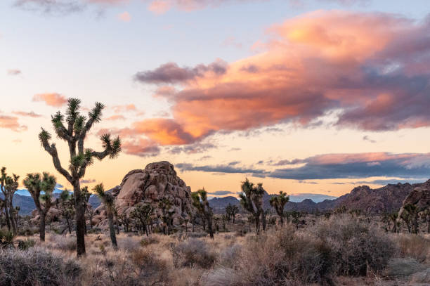 istock Sunrise in Joshua Tree National park 1367779951