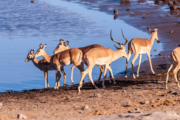 istock Restless Impalas near a waterhole 1367779957