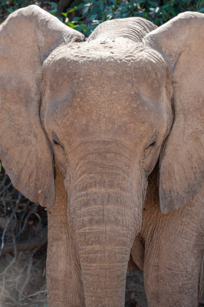 istock Closeup of a Desert Elephant in Namibia 1367780009