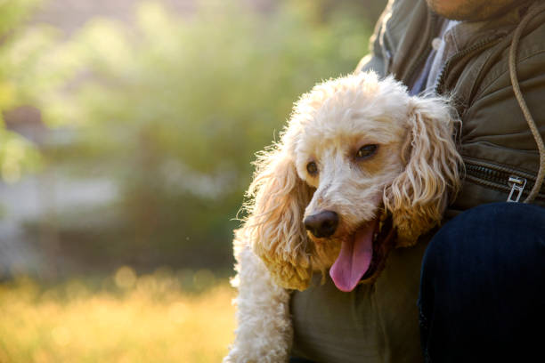 cão feliz e seu dono - men jogging running sports training - fotografias e filmes do acervo
