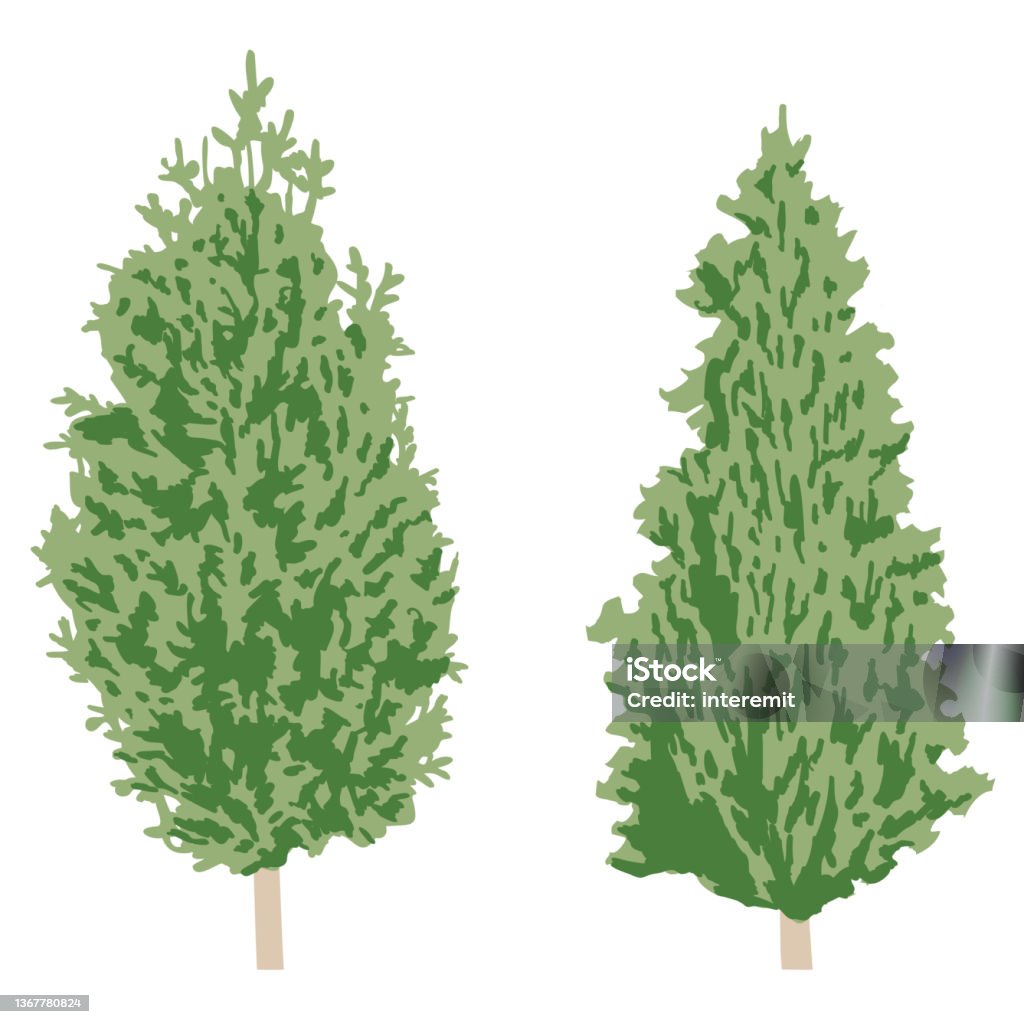 Conifer Tree Vector Conifer Simple Tree Vector Illustration Stock Illustration - Download ...