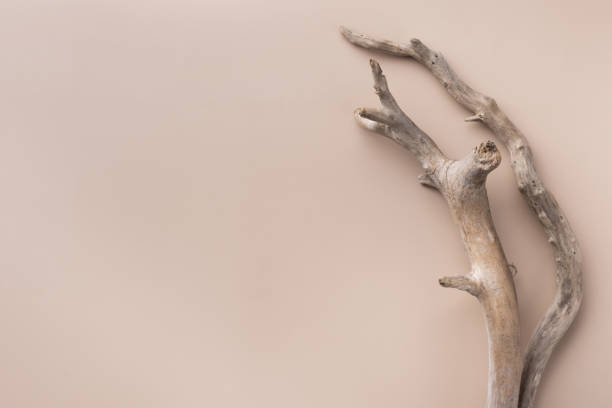 istock Mockup with two dry branches on beige background 1367781738