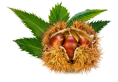 Half-open chestnut cradle, showing three Sweet chestnuts in shell, with leaves.