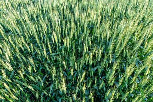 Panoramic green wheat field background