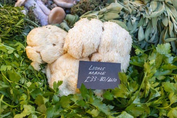 Lion's Mane Mushroom at Borough Market in Southwark, London Lion's Mane Mushroom (Hericium erinaceus) at Borough Market in Southwark, London mane stock pictures, royalty-free photos & images