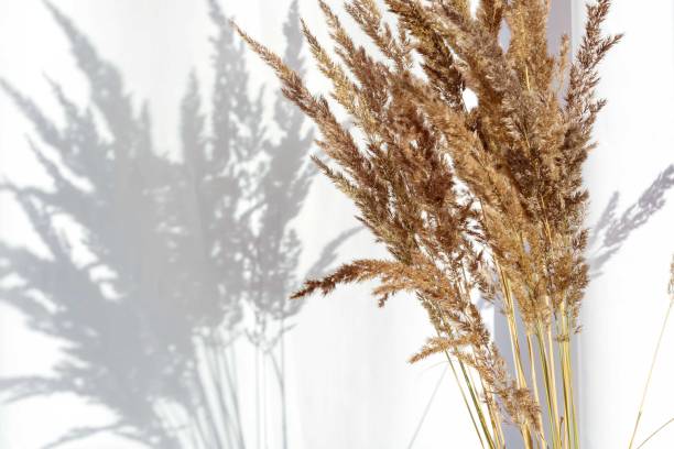 istock Close up beige reeds  grass near white wall with beautiful shadows 1367784414