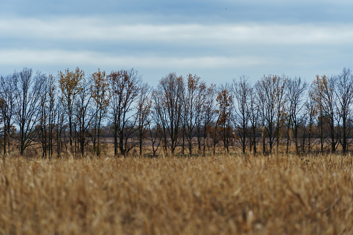 dramatic landscape, late autumn, agricultural field with dry wheat, bare branches of trees without leaves, cloudy weather