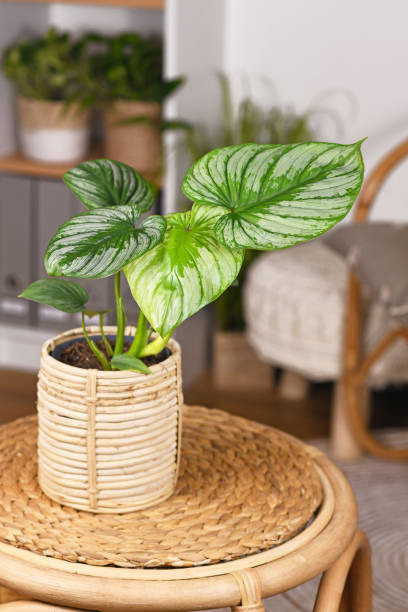 istock Exotic 'Philodendron Mamei' houseplant with silver pattern in basket flower pot on table in boho style living room 1367785601