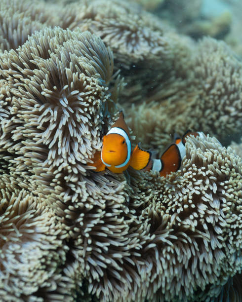 Clownfish in Anemone Underwater photograph of clownfish in their Anemone great barrier reef marine park stock pictures, royalty-free photos & images