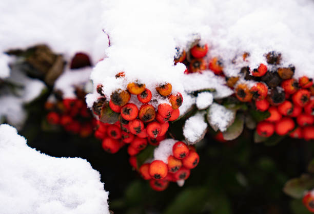 istock Beautiful red holly berries on branches 1367786715
