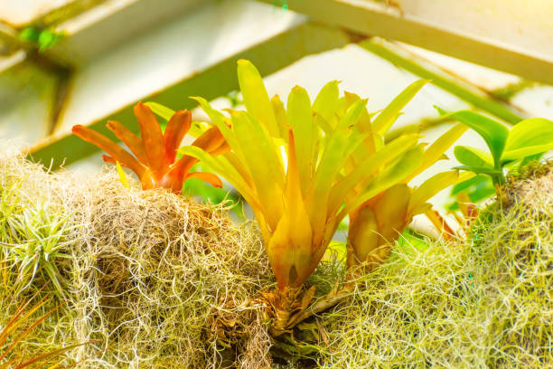 Bromeliads and useniveid tilandsias in a humid forest.