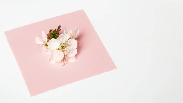 istock View from above spring flowers and gift box with copy space on white. Background for womens day, 8 March Valentines day, 14 february. Flat lay style, top view, mockup, template, overhead. Greeting card 1367786851