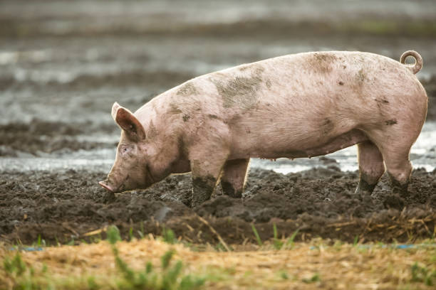 Close up of one pig being reared outdoors in natural environment and allowed to forage and wallow in mud. stock photo