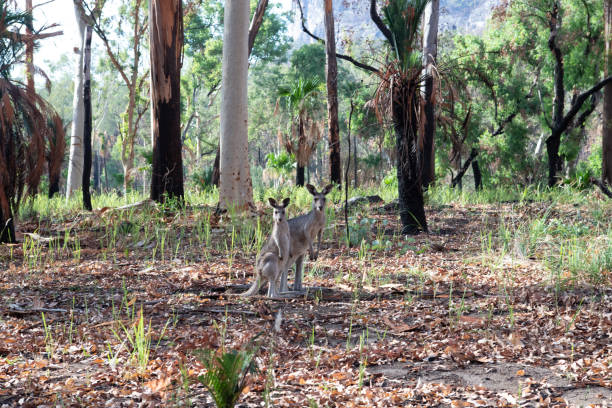 istock Kangaroos in Carnarvon Gorge 1367787798