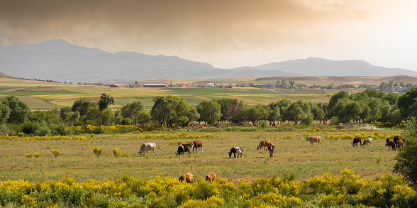 Cows grazing in Anatolian meadows. Turkish agricultural village. Near Erzurum . Turkey