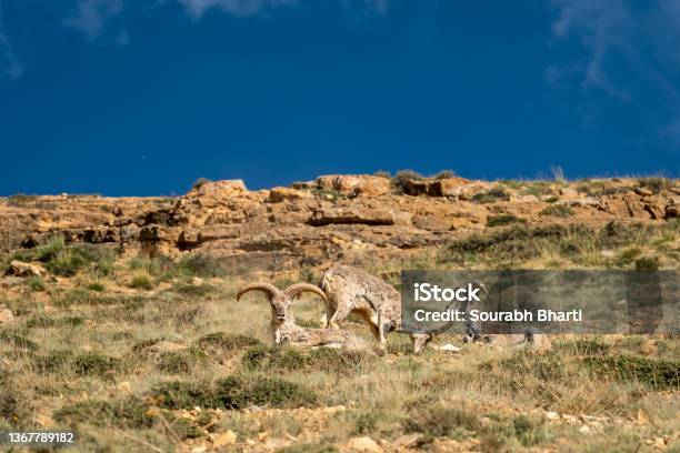 Bharal Or Himalayan Blue Sheep Group Or Family Major Prey Of Snow Leopards Together Basking Sun In High Himalayas At Kibber Wildlife Sanctuary Spiti Valley Himachal Pradesh India Pseudois Nayaur Stock Photo - Download Image Now