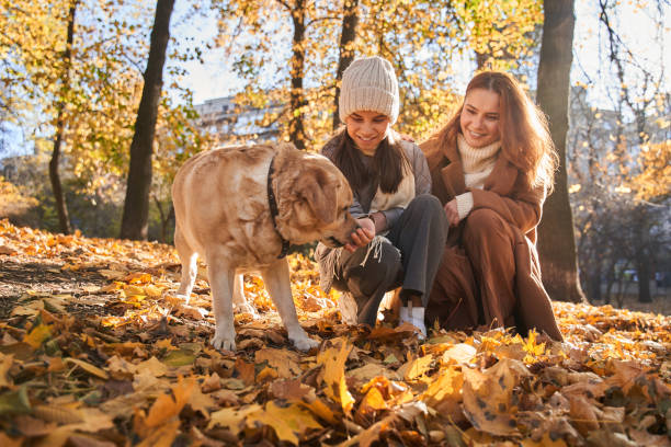 Beautiful happy family is having fun with golden retriever outdoors stock photo