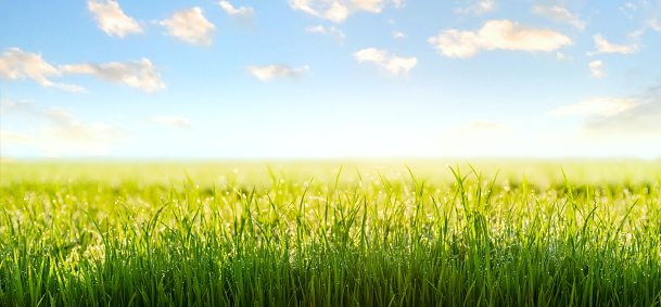 Green grass field and bright blue sky during sunrise. Agricultural landscape in the springtime. green nature background.