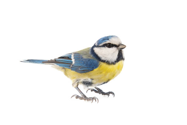 istock Blue Tit Cyanistes caeruleus, with white background, isolated 1367791303