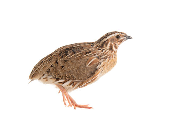 Wild quail, Coturnix coturnix, isolated on a white background Wild quail, Coturnix coturnix, isolated on a white background. coturnix quail stock pictures, royalty-free photos & images