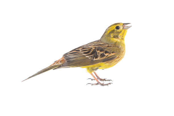 istock Yellowhammer Emberiza citrinella, isolated on a white background 1367791341