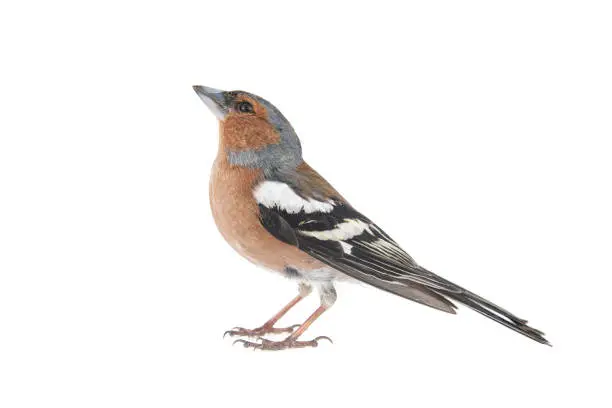 Male Chaffinch, Fringilla coelebs, isolated on white background. Finch songbird.