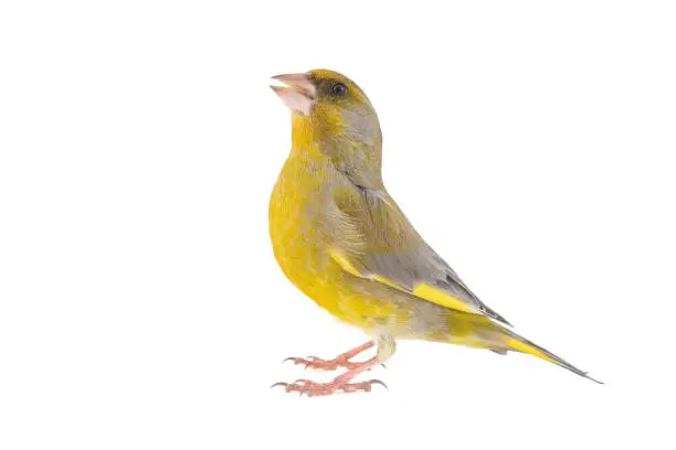 Greenfinch isolated on a white background. Carduelis chloris.