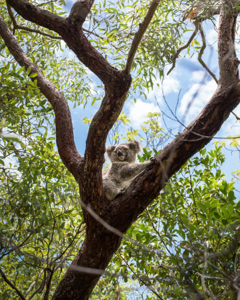 koala in tree - eucalyptus tree tree australia tropical rainforest imagens e fotografias de stock