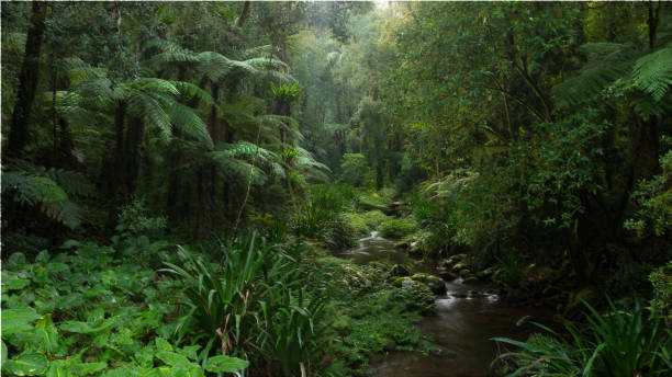 creek im border ranges nationalpark - rainforest stock-fotos und bilder