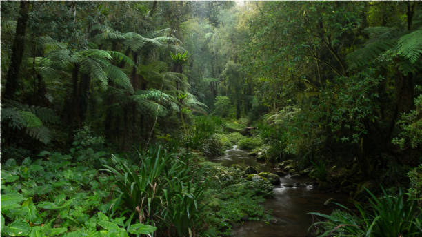 arroyo en el parque nacional border ranges - rainforest waterfall australia forest fotografías e imágenes de stock