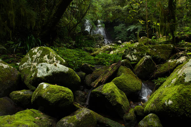 istock Lamington National Park 1367792631