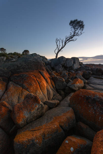 Bay of Fires Portrait Landscape from the Bay of Fires, Tasmania bay of fires photos stock pictures, royalty-free photos & images
