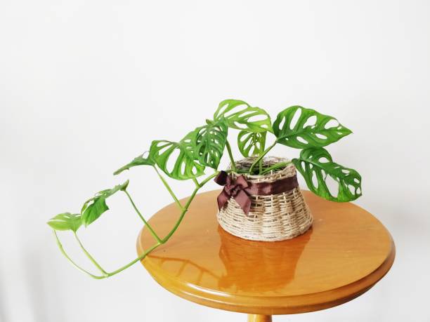 istock Plant Nature Home Improvement: Small Monstera in a Hand Woven Planter 1367794090