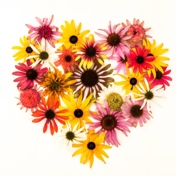 istock valentine card from echinacea flowers 1367794267