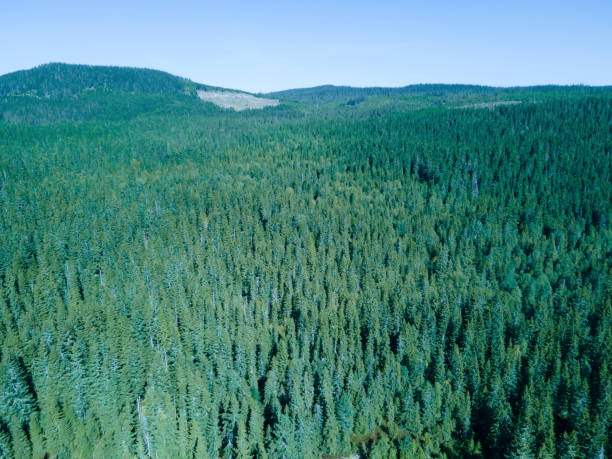 floresta de pinheiros silvestres vista de cima em um dia de verões brilhantes. - alaska landscape scenics wilderness area - fotografias e filmes do acervo