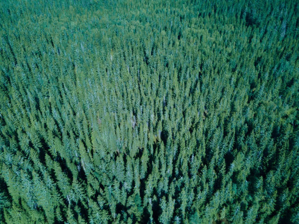 floresta de pinheiros silvestres vista de cima em um dia de verões brilhantes. - alaska landscape scenics wilderness area - fotografias e filmes do acervo