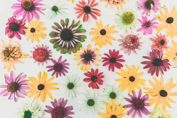 istock floral background, colorful echinacea flowers 1367794961