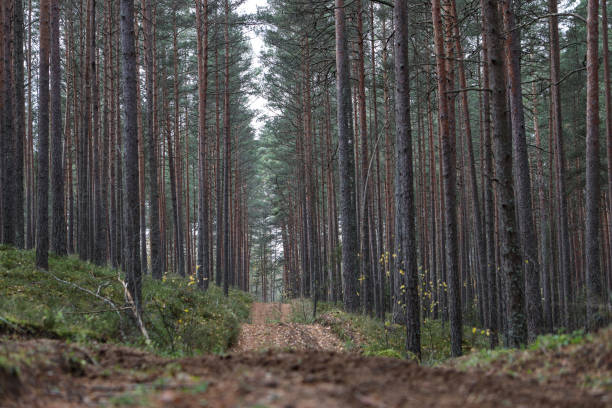 istock Old pine tree forest environment photography with small forest road, path. 1367795026