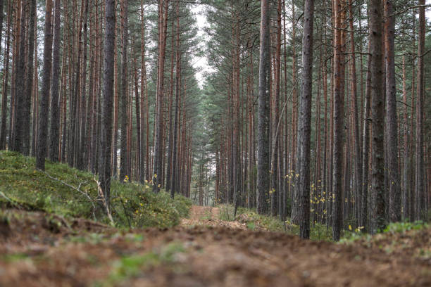 istock Old pine tree forest environment photography with small forest road, path. 1367795081