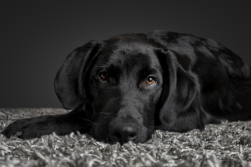 Labrador lies on the carpet