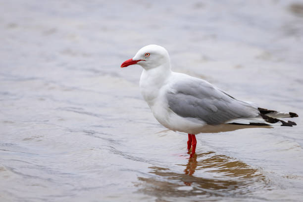istock Silver Gull, Tuross Head, NSW, January 2022 1367795269