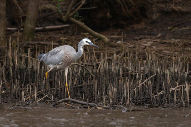 White-faced Heron, Tuross Head, NSW, January 2022